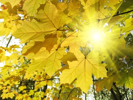 Autumn leaves of maple tree and sunlight photo