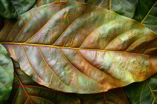 AI generated Natures beauty Young mango leaves in brown, picturesque background photo