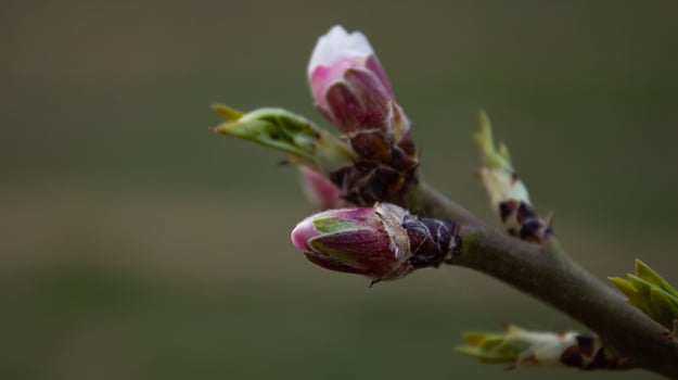 The buds of the tree are going to bloom in spring photo