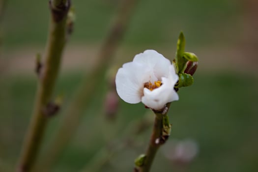 The buds of the tree are going to bloom in spring photo