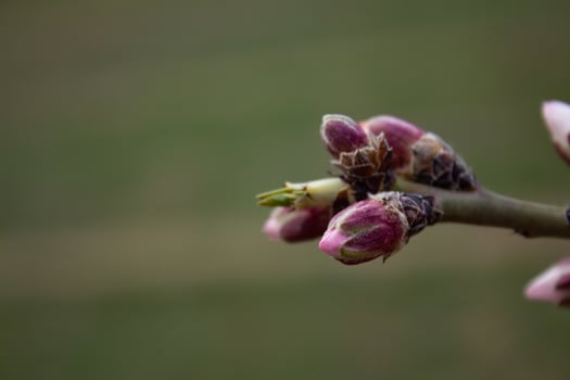The buds of the tree are going to bloom in spring photo