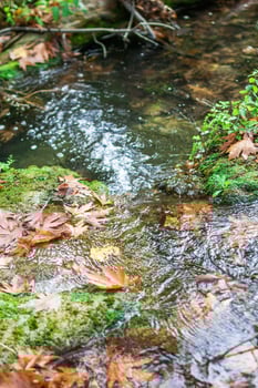 A narrow, shallow river with clear water flowing over rocks and fallen leaves. photo