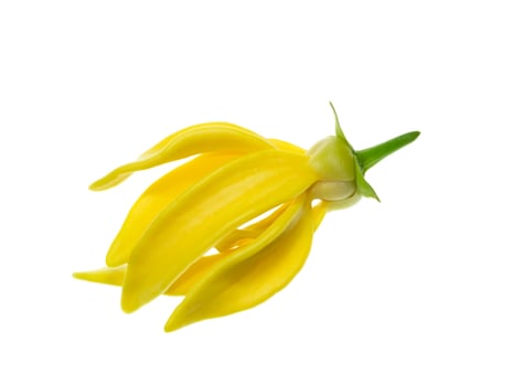 fragrant flowers of climbing ylang-ylang photo