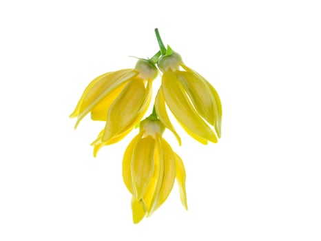 fragrant flowers of climbing ylang-ylang photo
