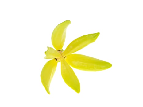 fragrant flowers of climbing ylang-ylang photo