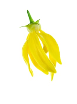 fragrant flowers of climbing ylang-ylang photo