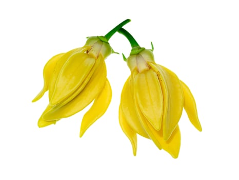 fragrant flowers of climbing ylang-ylang photo