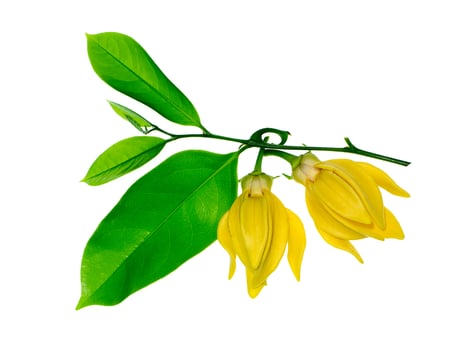 fragrant flowers of climbing ylang-ylang photo