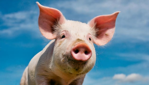 Young pink pig standing and looking at camera. Domestic animal. Farming concept. photo