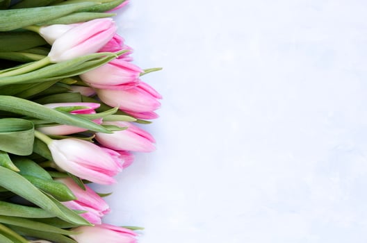 Floral background with tulips flowers on blue abstract background. Flat lay, top view. Lovely greeting card with tulips for Mothers day, wedding or happy event photo