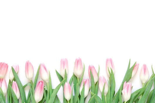 Floral background with tulips flowers on white background. Flat lay, top view. Lovely greeting card with tulips for Mothers day, wedding or happy event photo