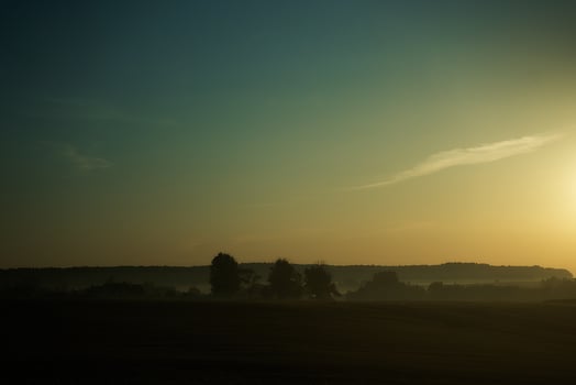 trees in a field shrouded in fog at dawn from a bus window photo