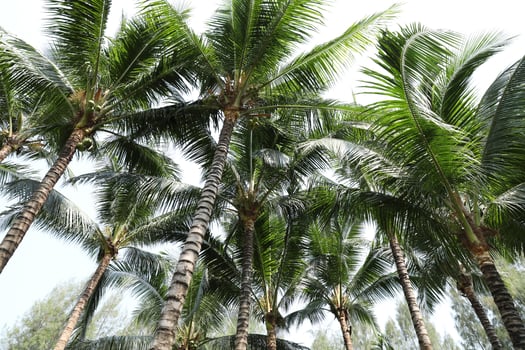 Coconut palm trees. Green lush tropical coconut tree. photo