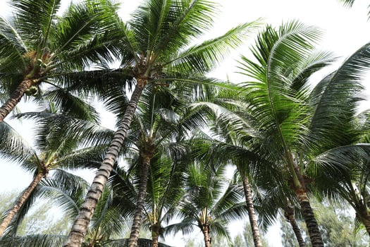 Coconut palm trees. Green lush tropical coconut tree. photo