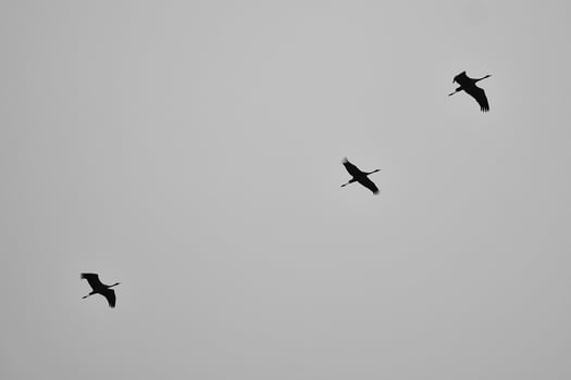 Cranes fly in V formation in the sky. Migratory birds on the Darss. black white photo