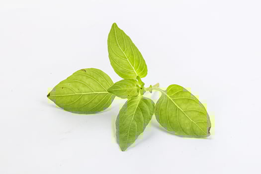 Raw green basil leaves seasoning photo