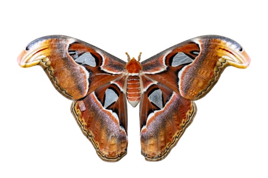 Attacus atlas moth isolated on white background for insect, bug and entomology photo
