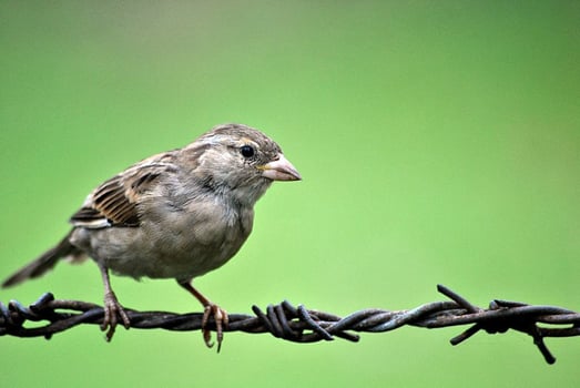 Bird Photography, Bird Picture, Most Beautiful Bird Photography, Nature Photography photo