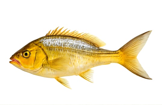 Yellow Croaker Fish, cut out on white background photo