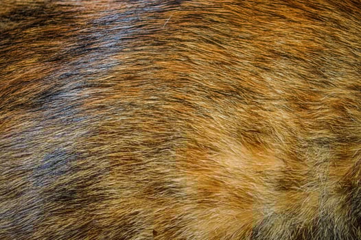 The cat's fur pattern is brown photo