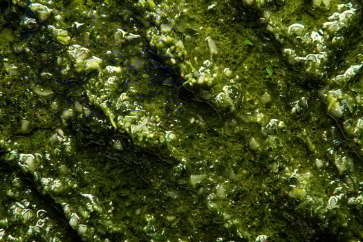 AI generated Close-Up Green Seaweed Texture with Bubbles. photo