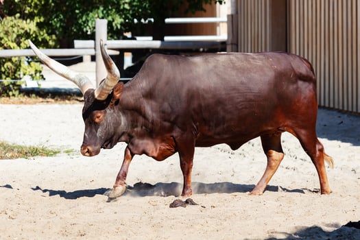 Watusi cattle. Mammal and mammals. Land world and fauna. Wildlife and zoology. photo