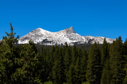Pine Trees Foreground Unicorn Peak Blue Sky photo