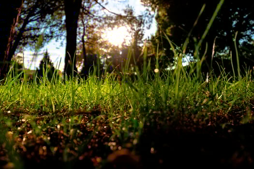 Grasses and sunlight. Carbon net zero concept photo