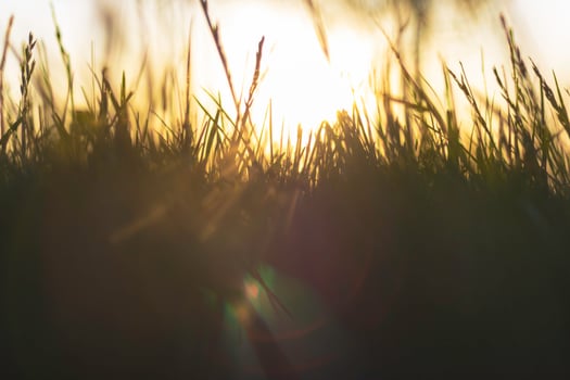 Defocused grass and direct sunlight at sunset. Nature or environment background photo