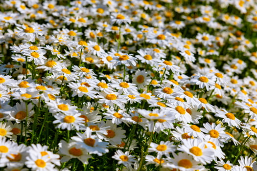 Daisies in full frame view. Nature or flora background photo