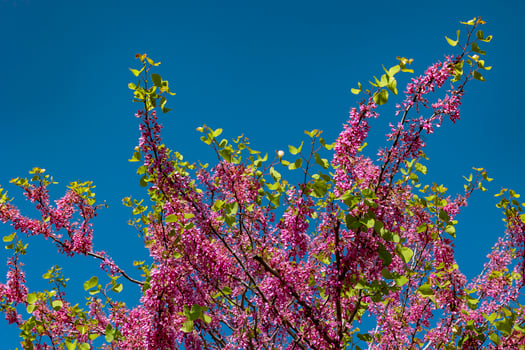 Judas tree or Cercis siliquastrum branches. Spring blossom background photo