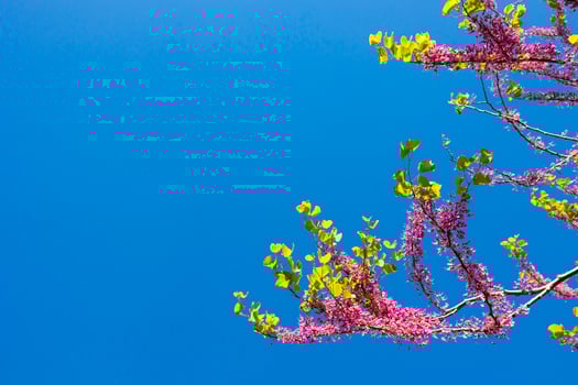 Judas tree or cercis siliquastrum branches isolated on blue sky background photo