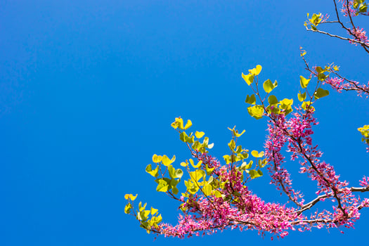 Pink flowers and leaves of judas tree isolated on clear blue sky background photo