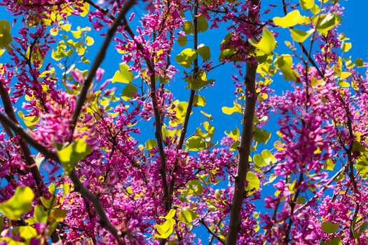 Pink flowers of Judas tree or cercis siliquastrum in spring. Spring blossom photo