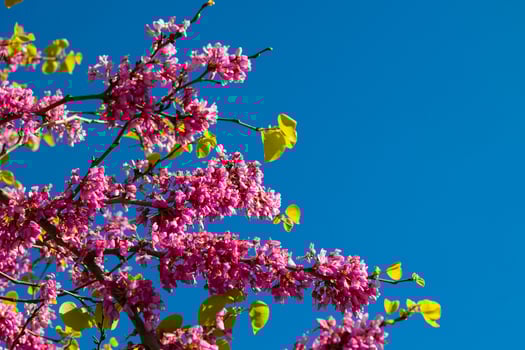 Pink flowers of the Judas tree or cercis siliquastrum or erguvan photo