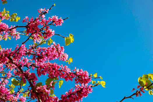 Pink flowers of the Judas tree or cercis siliquastrum or erguvan photo