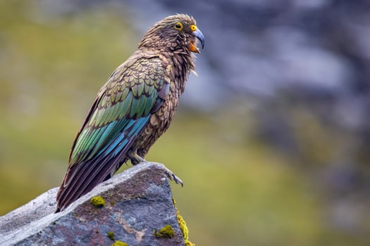 Bird Photography, Bird Picture, Most Beautiful Bird Photography, Nature Photography photo
