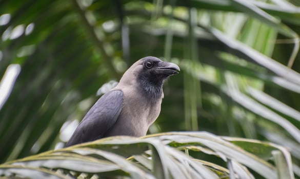 Bird Photography, Bird Picture, Most Beautiful Bird Photography, Nature Photography photo