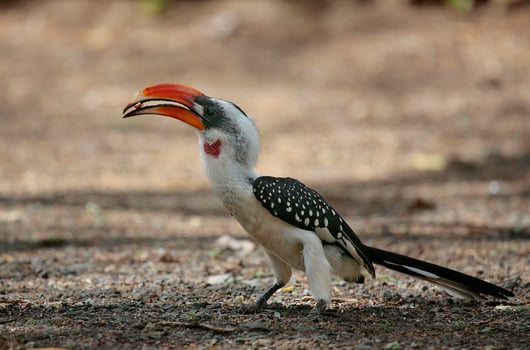 Bird Photography, Bird Picture, Most Beautiful Bird Photography, Nature Photography photo