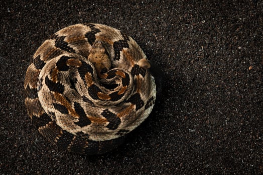 Timber rattlesnake, Crotalus horridus photo