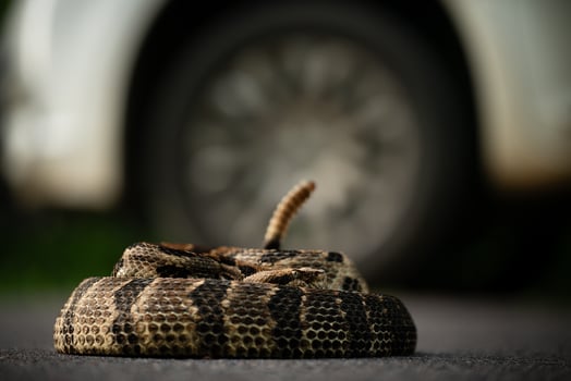 Timber rattlesnake, Crotalus horridus photo