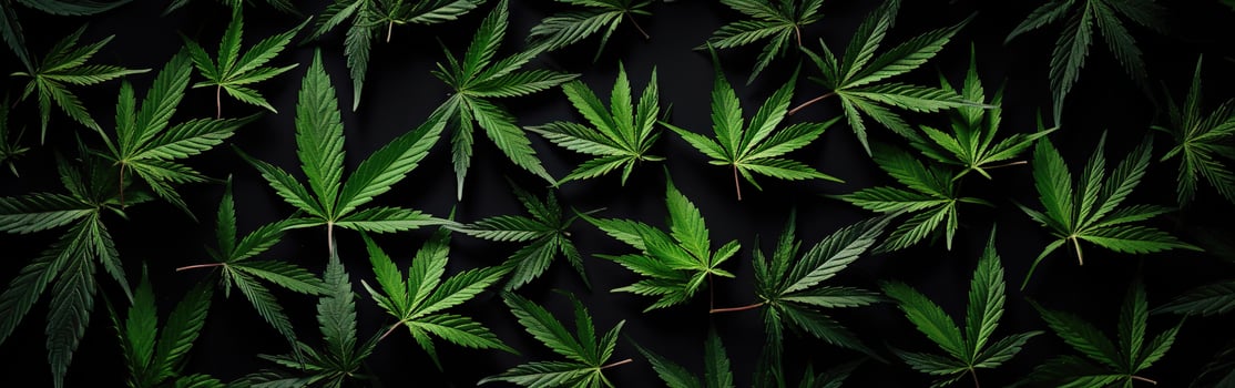 AI generated Green cannabis leaf close up on black background with sunlight and glow. Medical marijuana cultivation. Copy space photo