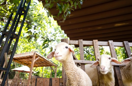 Cute little lamb. Animal portrait. photo