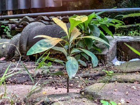 small Avocado or Chacruna plants photo