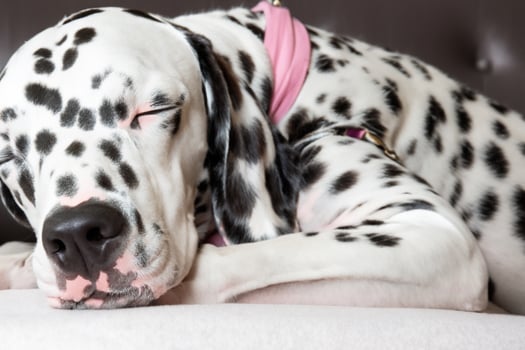 The Beauty of a Sleeping Dalmatian, A Picture of Serenity and Peaceful Slumber Amidst Spots of Beauty photo