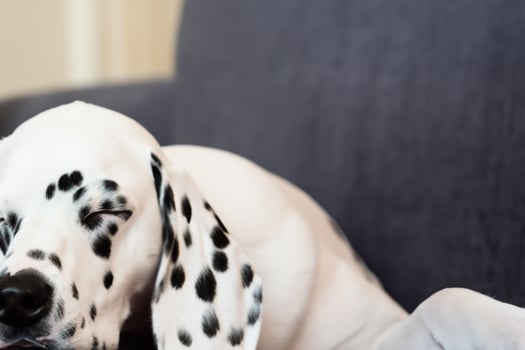The Beauty of a Sleeping Dalmatian, A Picture of Serenity and Peaceful Slumber Amidst Spots of Beauty photo
