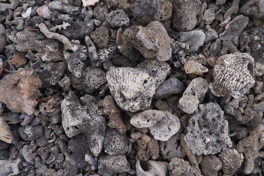 Dry coral on the beach in the Canary Islands, Spain. photo