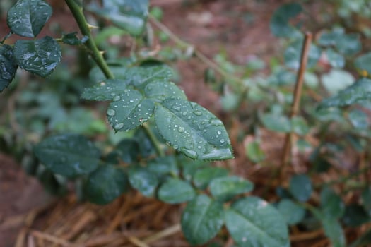 wet rose leaves photo