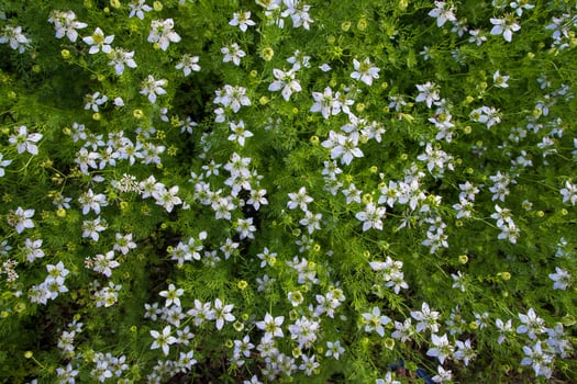 Blooming White Nigella sativa flowers in the field. Top view Texture background photo