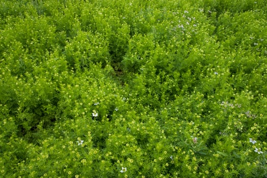 Blooming White Nigella sativa flowers in the field. Top view Texture background photo